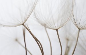 Dnevne sobe foto tapete 041A