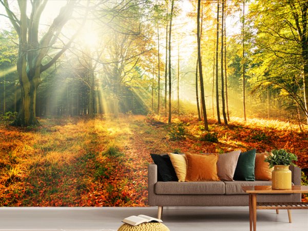 Šuma U Zlatnom Zagrljaju Sunca